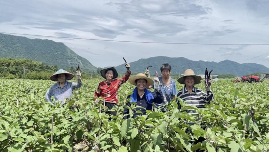 孙村镇村民在田间。王怡璇 摄 孙村镇村民在田间。王怡璇 摄