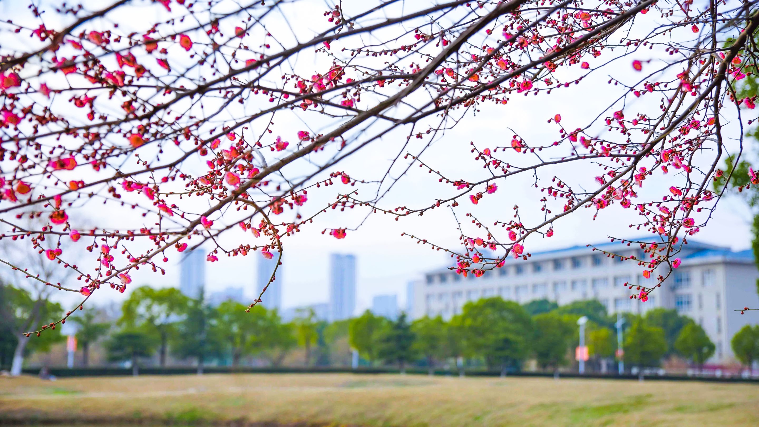 安师大校园图片